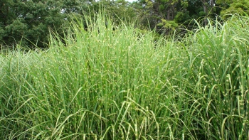 sklep ogrodniczy - Miskant olbrzymi LOTUM Miscanthus giganteus