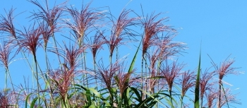 rośliny ogrodowe - Miskant olbrzymi MEIDL Miscanthus giganteus