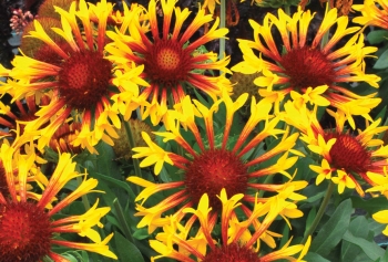 rośliny ogrodowe - Gailardia SUN FLARE Gaillardia