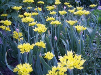 rośliny ogrodowe - Czosnek Złocisty (Allium Molly) 10 SZT.