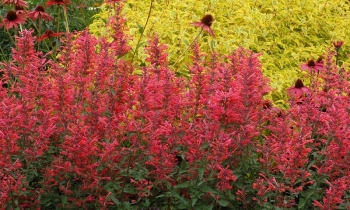 sklep ogrodniczy - Kłosowiec KUDOS CORAL Agastache x hybride C2 *44T