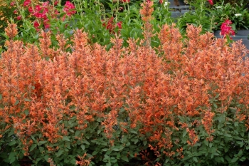 rośliny ozdobne - Kłosowiec KUDOS MANDARIN Agastache x hybride C2 *3