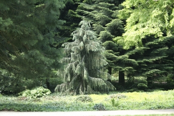 sadzonki - Świerk Brewera Picea breweriana C2/10-20cm *4K