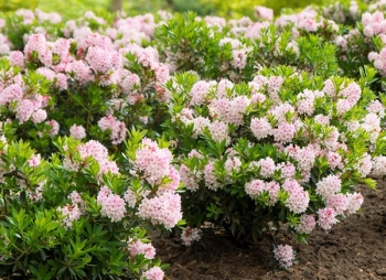 sklep ogrodniczy - Różanecznik BLOOMBUX® 'Microhirs3' Pink Rhododendron micranthum /C2 *K20