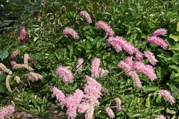 sadzonki - Krwiściąg wąskolistny Sanguisorba obtusa -30szt. nasion