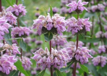 rośliny ogrodowe - Żeleźniak bulwiasty Phlomis tuberoza AMAZONE /C5 *2