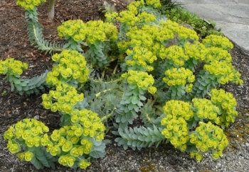 sadzonki - Wilczomlecz miętowaty Euphorbia myrsinites /P9