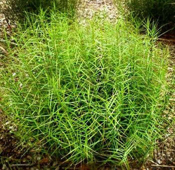 sklep ogrodniczy - Turzyca palmowa LITTLE MIDGE Carex muskingumensis /C2 *26