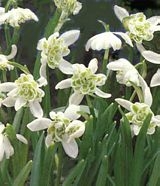 rośliny ozdobne - Przebiśnieg Podwójny (Galanthus Double) 3 SZT.