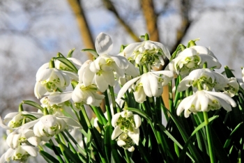 sadzonki - Śnieżyczka Przebiśnieg (Galanthus Nivalis)10 SZT.