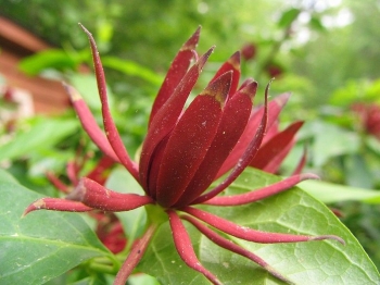 rośliny ogrodowe - Kielichowiec wonny Calycanthus floridus C2/40-60cm *K18