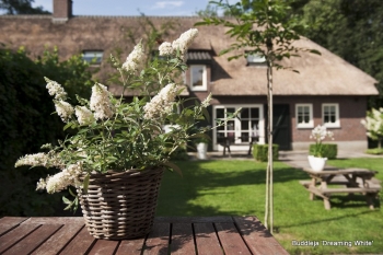 rośliny ogrodowe - Budleja karłowa BLOOMTASTIC DREAMING WHITE 'Hinebud3' Buddleja C3