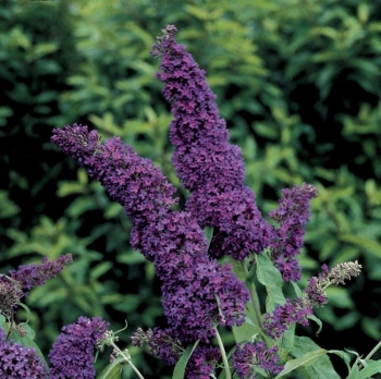 rośliny ozdobne - Budleja Dawida Black Knight (Buddleja davidii) P15
