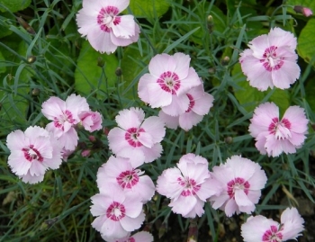 sadzonki - Goździk pierzasty NANUS SWEETNESS Dianthus plumarius /C1,5