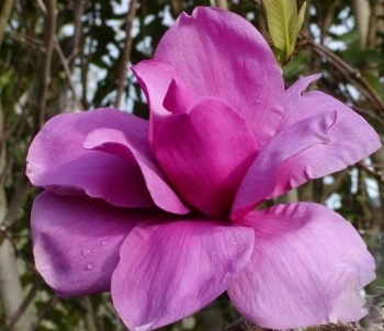 rośliny ogrodowe - Magnolia x PURPLE SENSATION (Lanarth x Nigra)