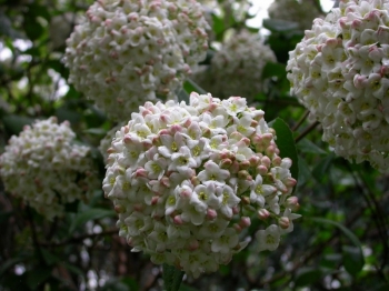 rośliny ozdobne - Kalina koreańska na PNIU Viburnum carlesii C5/Pa60(100)cm *P