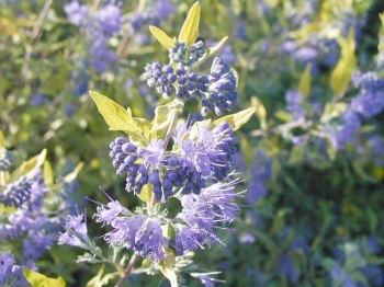 sadzonki - Barbula szara SUNSHINE BLUE Caryopteris incana /C10