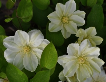 sadzonki - Clematis GUERNSEY CREAM Powojnik wielkokwiatowy /C2 *T31 *T32