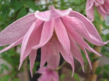 rośliny ogrodowe - Clematis MARKHAMS PINK Powojnik botaniczny /C2