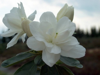 rośliny ozdobne - Azalia zimozielona DOROTA Rhododendron C4/30-50cm *K12