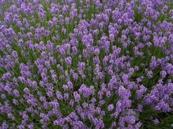 sklep ogrodniczy - Lawenda pośrednia PLATINUM 'Nico' Lavandula ×intermedia /C1,5