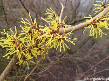 rośliny ozdobne - Oczar PALLIDA Hamamelis x intermedia /P11