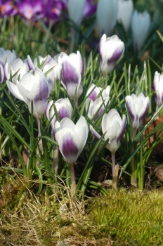 sklep ogrodniczy - Krokus wiosenny Prins Claus 10 cebul