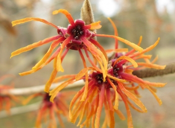rośliny ogrodowe - Oczar pomarańczowy JELENA Hamamelis x intermedia C5/40-60 *18