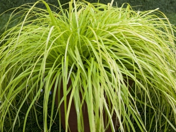 rośliny ozdobne - Turzyca EVERILLO® Carex oshimensis /C2 *K4