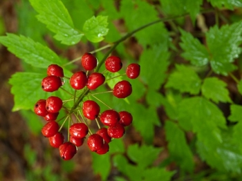 sklep ogrodniczy - Czerniec gronkowy Actaea spicata /C2