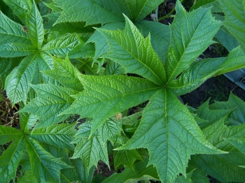 rośliny ogrodowe - Rodgersja stopowcolistna Rodgersia podophylla /C5 *K9