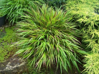 rośliny ogrodowe - Hakonechloa macra GREENHILLS /P12