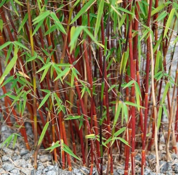 rośliny ogrodowe - Bambus czerwony Fargesia specias JIUZHAIGOU nr1 Red bamboo C7,5/60-100cm *K25