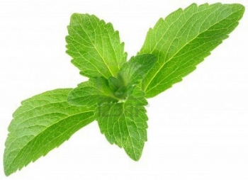 sadzonki - Stewia w doniczce Stevia rebaudiana Naturalny słodzik P12