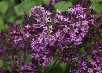 sklep ogrodniczy - Lilak BLOOMERANG® Dark Purple na PNIU Syringa C5/Pa80(140)cm *K6