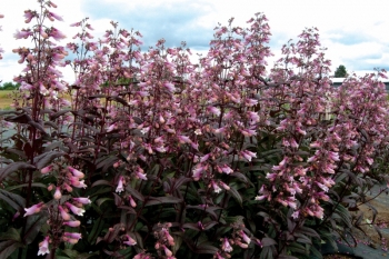rośliny ogrodowe - Penstemon DARK TOWER /C2,5