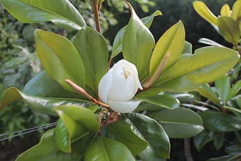 sadzonki - Magnolia grandiflora EDITH BOGUE Zimozielona wielkokwiatowa C10/1m