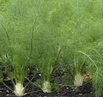 rośliny ozdobne - Fenkuł włoski 'GREEN' Koper włoski w doniczce Foeniculum vulgare C1,5