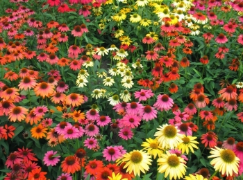 sklep ogrodniczy - Jeżówka CHEYENNE SPIRIT - MIX kolor Echinacea /C2 *K3