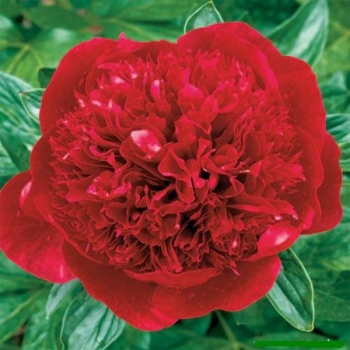 sadzonki - Piwonia bylinowa RED MAGIC Peonia lactiflora /C4