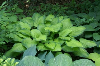 rośliny ogrodowe - Hosta GUACAMOLE Funkia /C2 *5