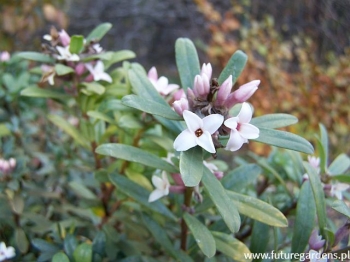 rośliny ogrodowe - Daphne transatlantica ETERNAL FRAGRANCE 'Blafra' Wawrzynek transatlantycki C2/20cm *K15