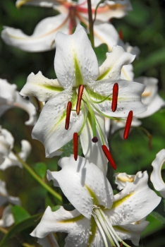 sadzonki - Lilia Speciosum Album