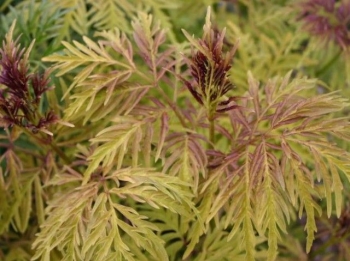 sadzonki - Bez koralowy WELSH GOLD 'Walfinb' Sambucus racemosa C7,5