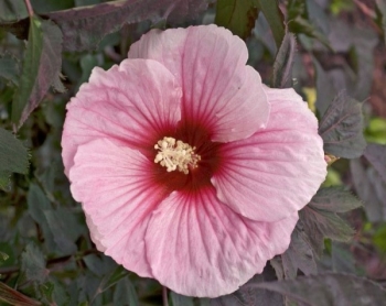 sklep ogrodniczy - Hibiscus bylinowy XXL odmiana SUMMER STORM Ketmia Hibiskus /C1,5