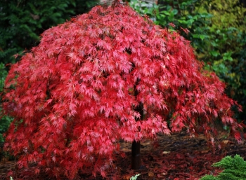 sadzonki - Klon palmowy ORANGEOLA Acer palmatum C4/40-60cm *T72