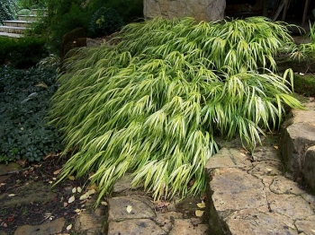 rośliny ogrodowe - Hakonechloa macra ALBOSTRIATA /C2,5 *T19