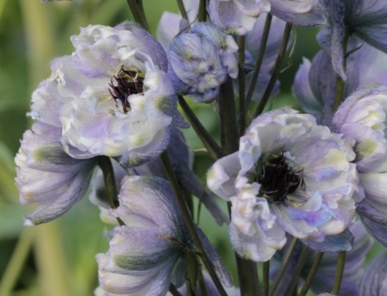 sadzonki - Ostróżka LA BOHEME Delphinium elatum /C5