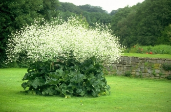 sadzonki - Modrak sercolistny Crambe cordifolia /C5