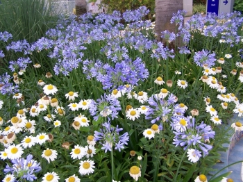 rośliny ogrodowe - Agapant afrykański Agapanthus africanus /P9